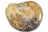 Jurassic Ammonite (Phylloceras) Fossil - Madagascar #283384-1